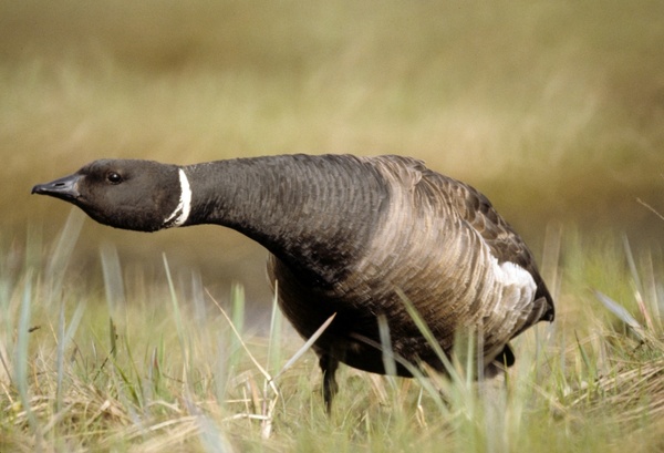 brent goose nature outside