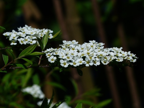 bride spiere ornamental shrub flowers