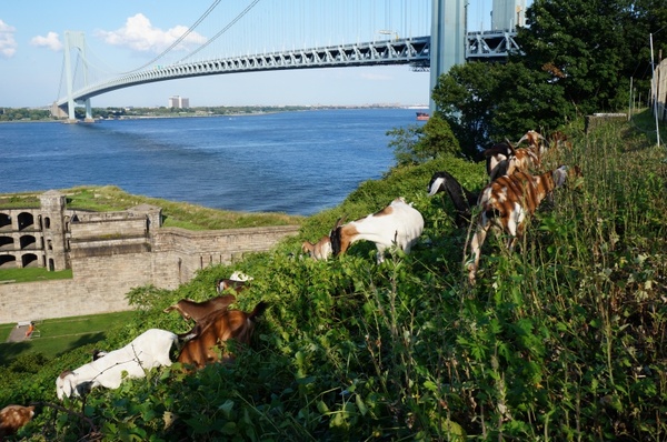 bridge goats nature