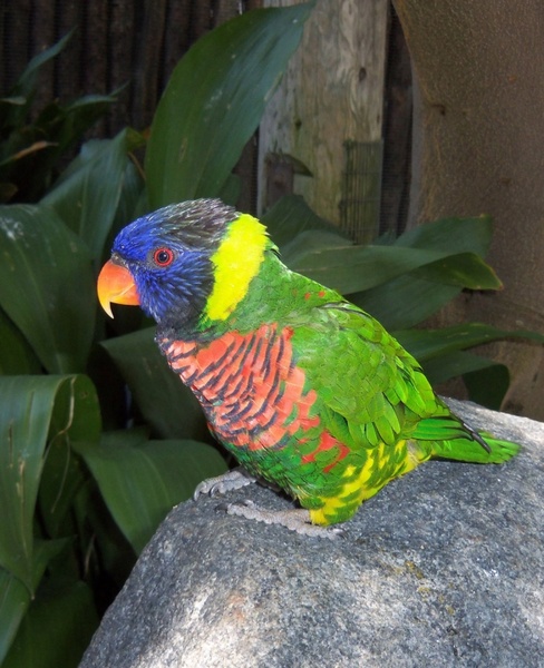 bright colorful parrot