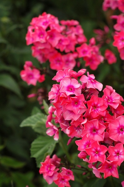 bright pink flowers