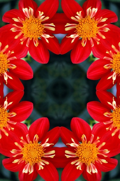 bright red dahlias