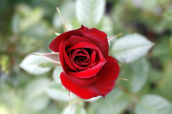 bright rose 