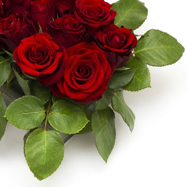 Red Rose Flower Images Free Stock Photos Download 16 095 Free Stock Photos For Commercial Use Format Hd High Resolution Jpg Images