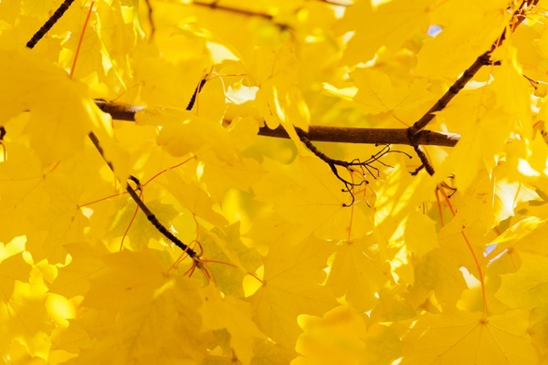 bright yellow leaves