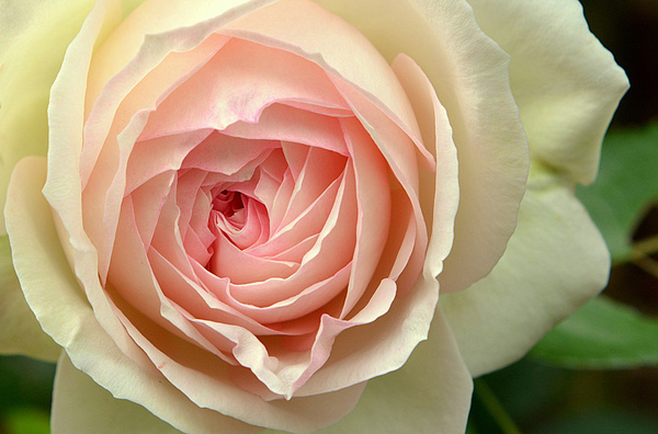 brilliant pink rose