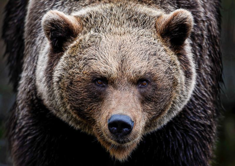 brown bear picture contrast face closeup 
