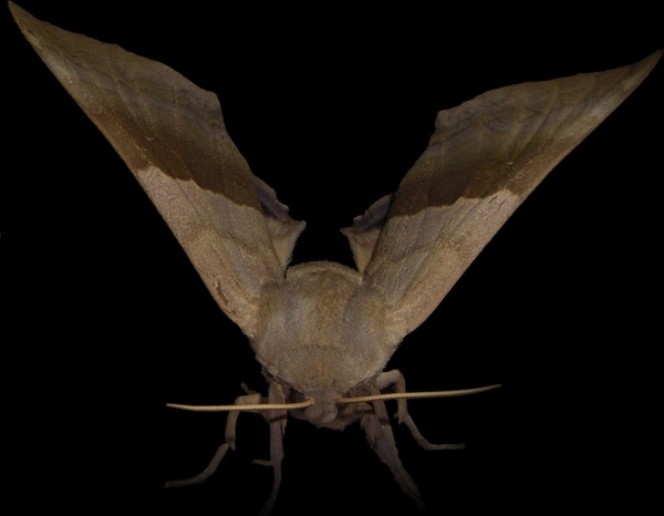 brown moth 
