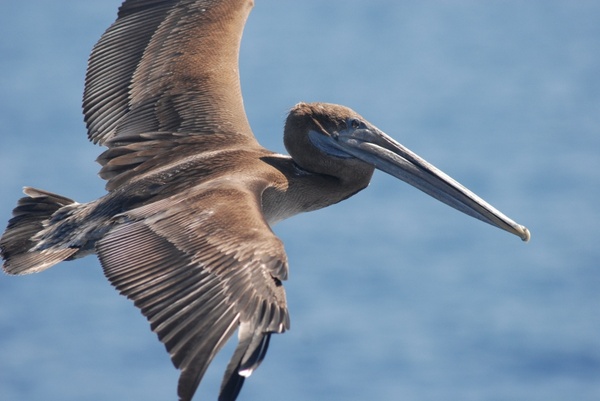 brown pelican bird sea