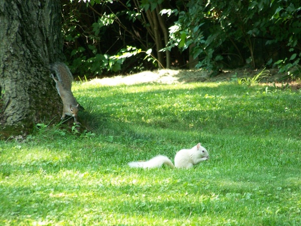 brown squirrel and white squirrel