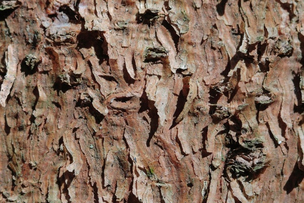 brown tree bark