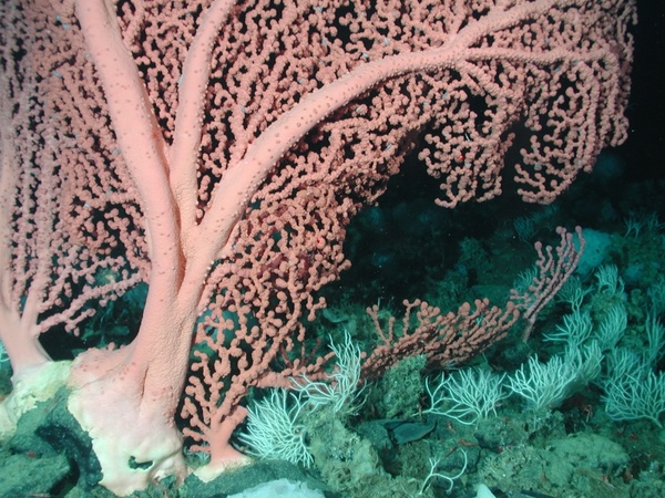 bubblegum coral beautiful life