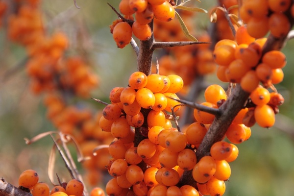buckthorn fruits healthy