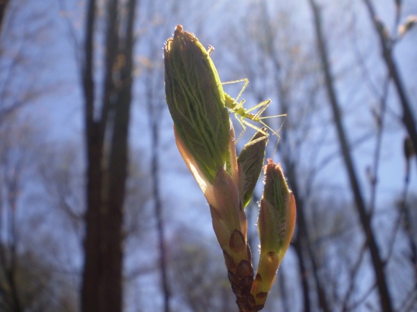 bud becoming leaf