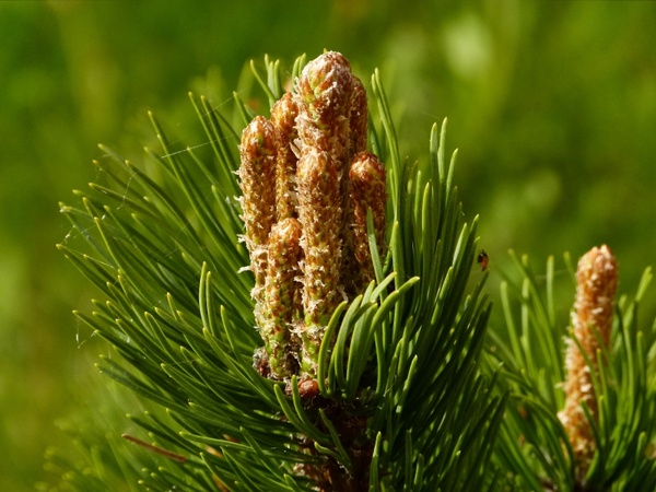 bud fir tree