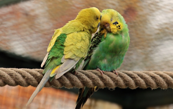 couple of cute colorful parrots