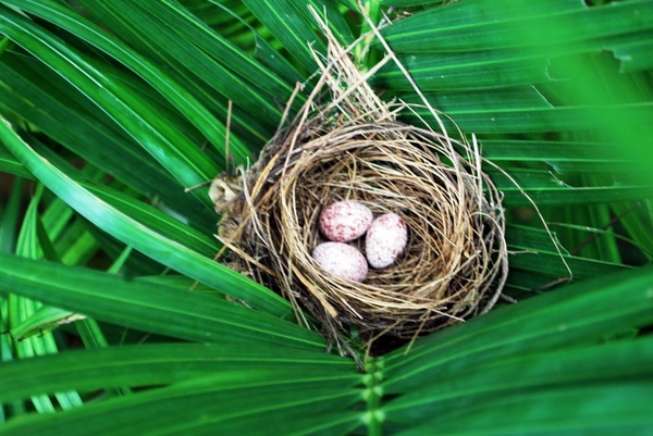 bulbul039s nest and eggs