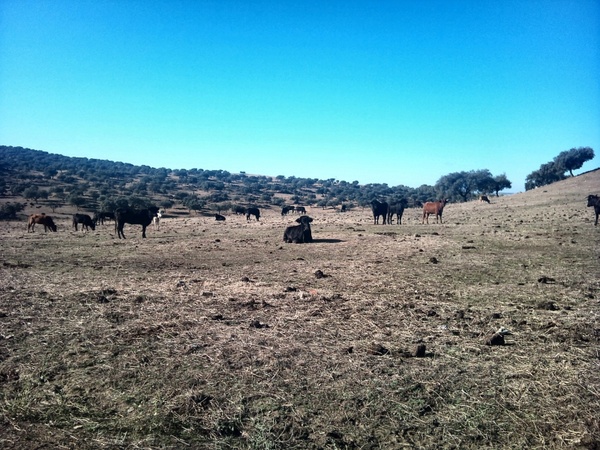 bulls field