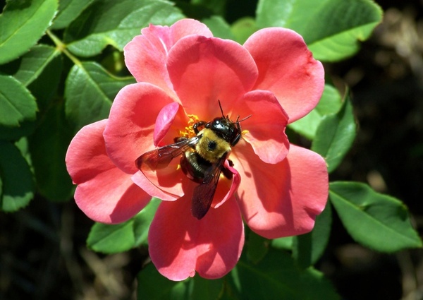 bumblebee on rose