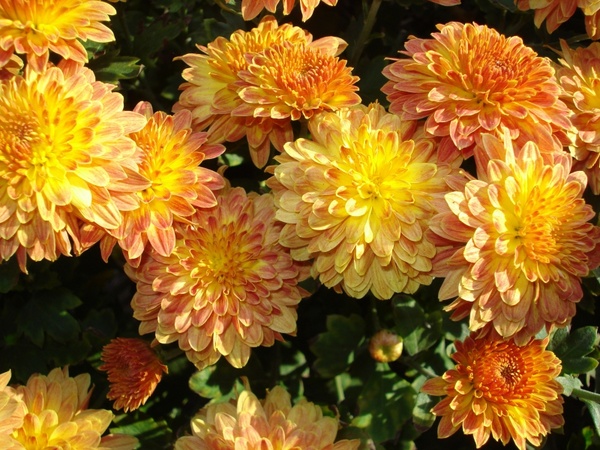 bunch chrysanthemum flowers