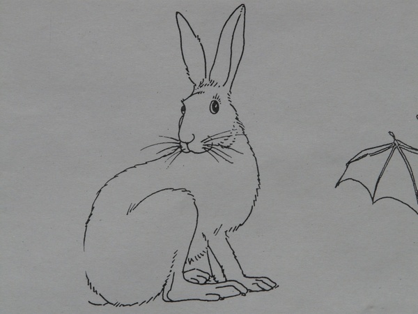 bunny animal coloring pages