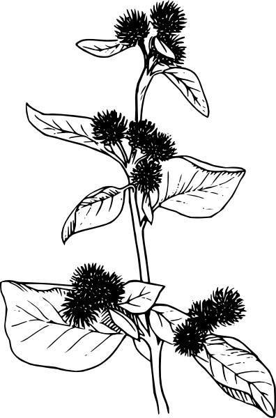 Burdock Flowers Lineart clip art