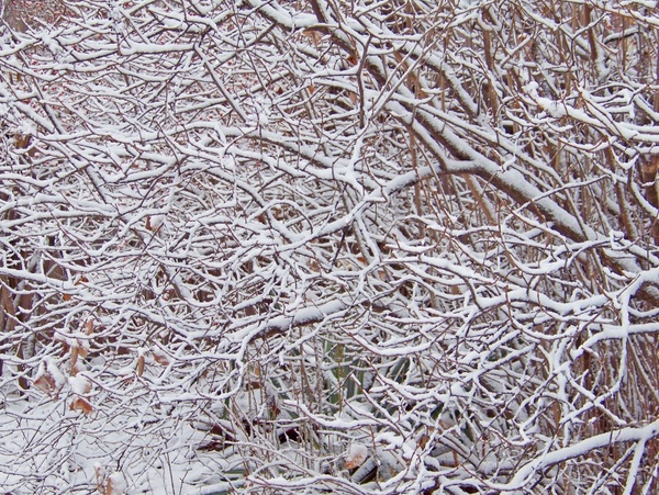 bush branches snow