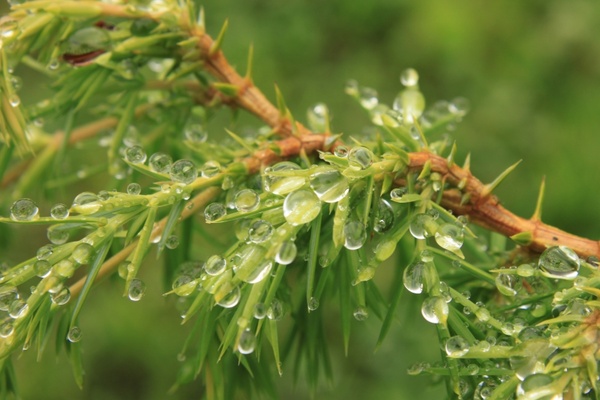 bush coniferous drops