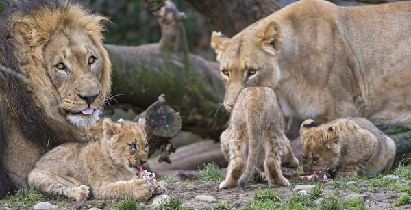 busy lion family