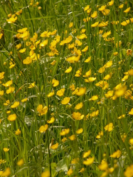 buttercup meadow pointed flower