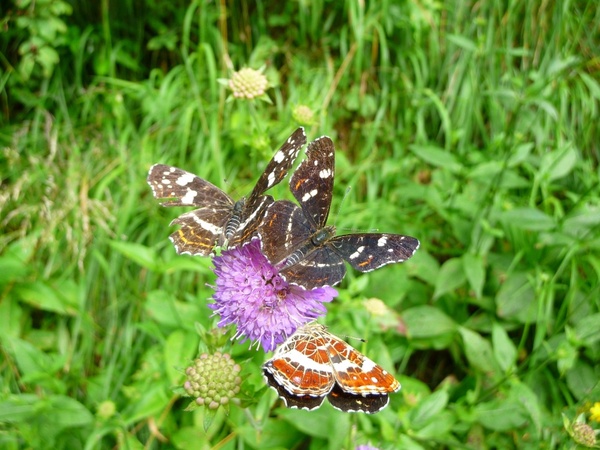 butterflies insect pincushion flower