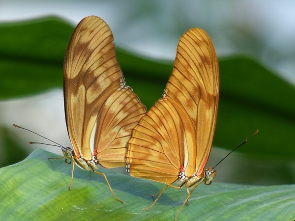 butterflies julia butterfly dryas iulia