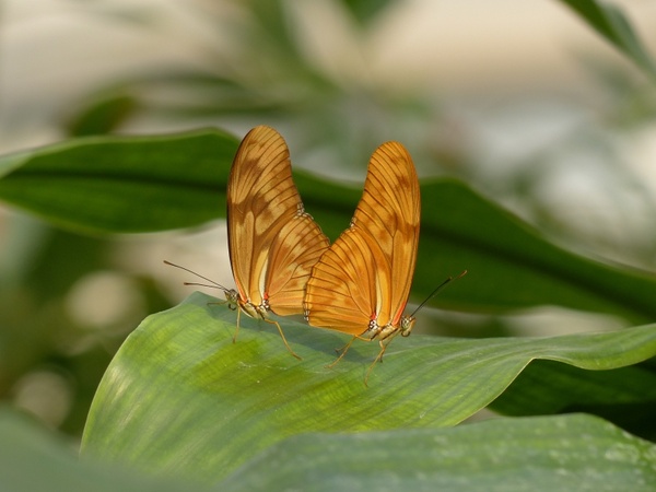butterflies julia butterfly dryas iulia