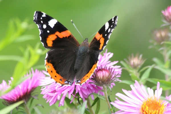 butterfly admiral red admiral