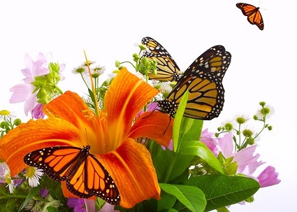 butterfly and lily picture 