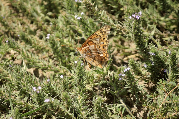 butterfly at panorama point nebraska 