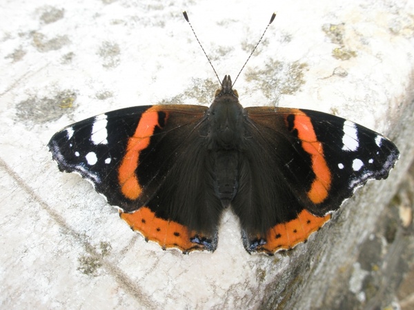 butterfly black orange