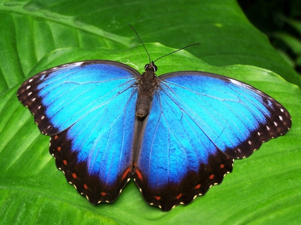 butterfly blue insect