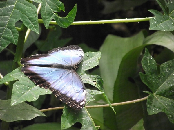 butterfly butterflies blue