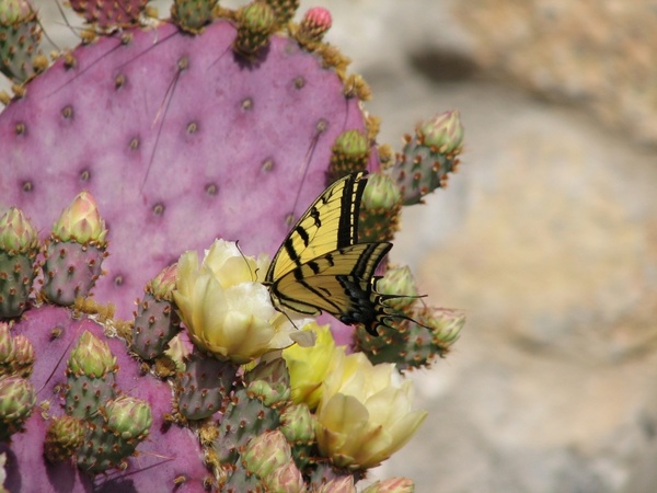 butterfly cactus flower