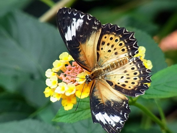 butterfly exot tropical