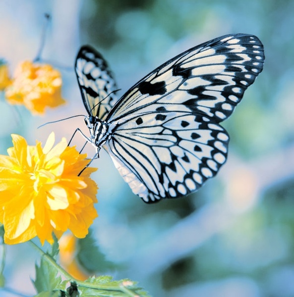 whatsapp dp flowers with butterfly