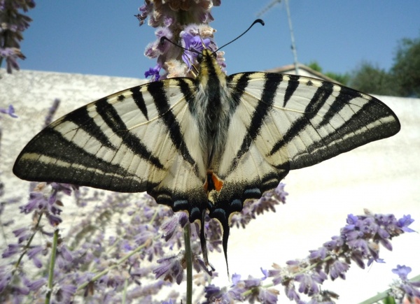 butterfly flower black white