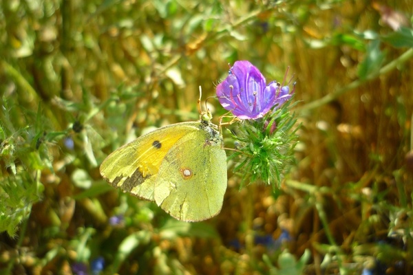 butterfly flower colias