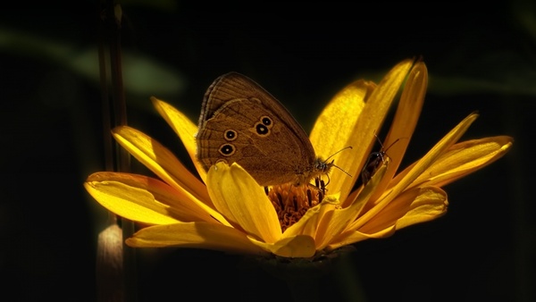 butterfly flower insect