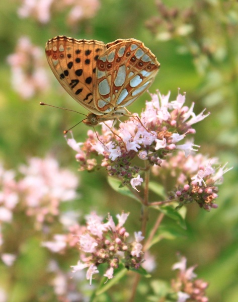 butterfly fritillary gorj 
