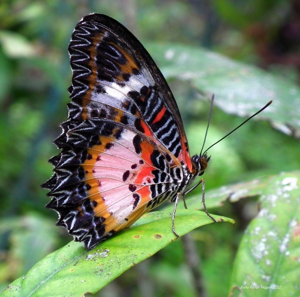 butterfly from bohol philippines