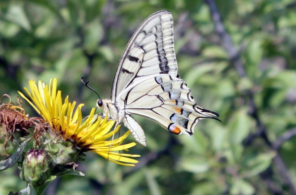butterfly lepidoptera machaon