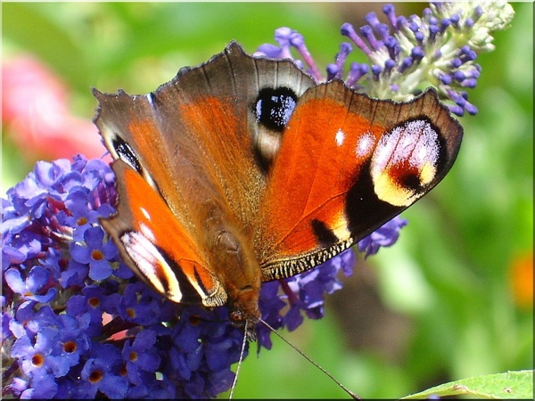 butterfly meadow peacock butterfly