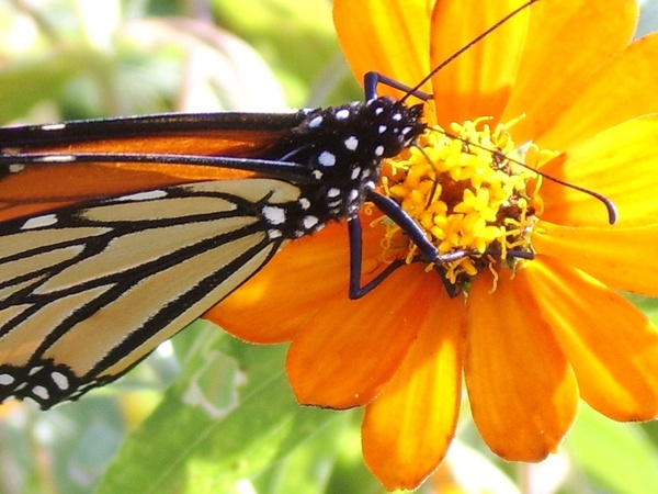 butterfly monarch flower